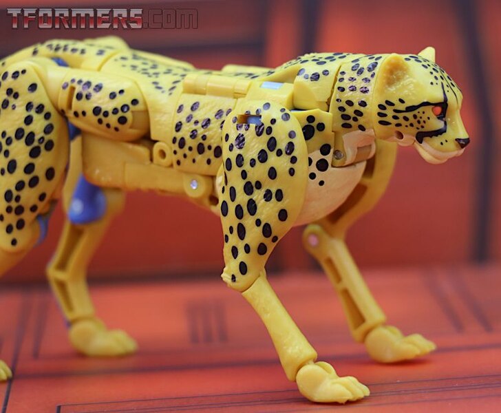 Transformers Kingdom Cheetor Wave 1 Deluxe Class  (10 of 34)